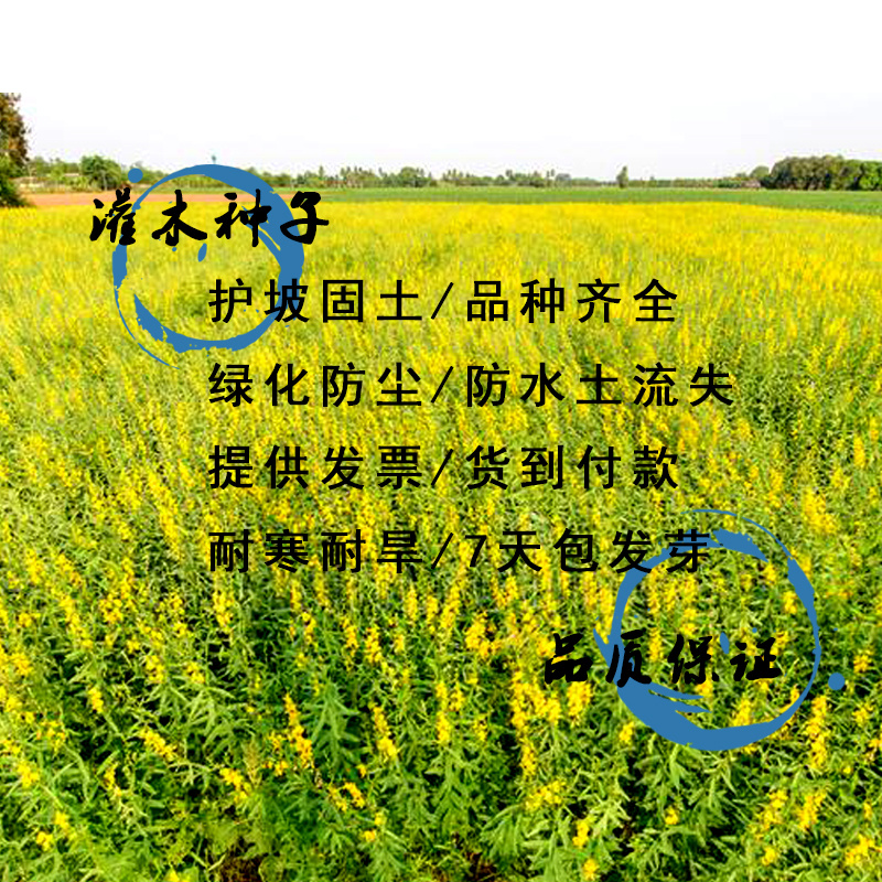护坡灌木紫穗槐种子芽率98%护坡植被覆盖效果好生长快