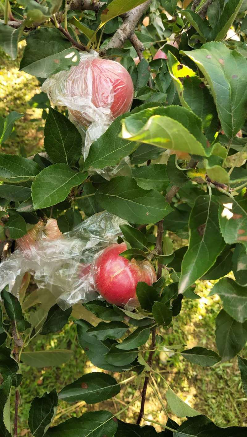 【优质】山西嘎啦美八苹果，产地直发，量大从优，保质保量！