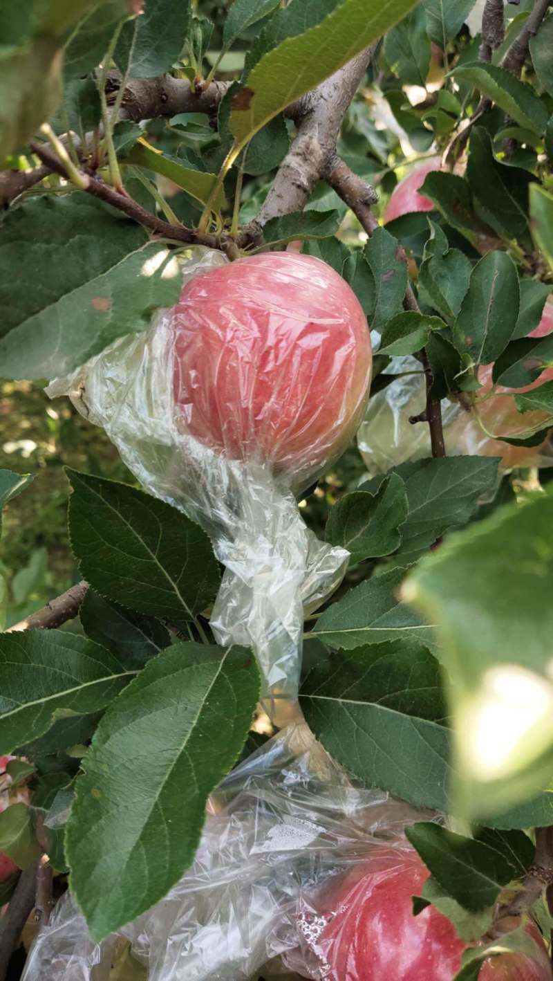 【优质】山西嘎啦美八苹果，产地直发，量大从优，保质保量！