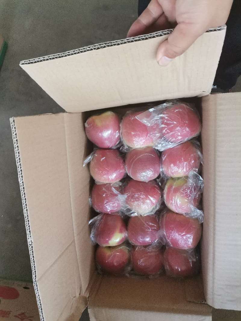 【优质】山西嘎啦美八苹果，产地直发，量大从优，保质保量！