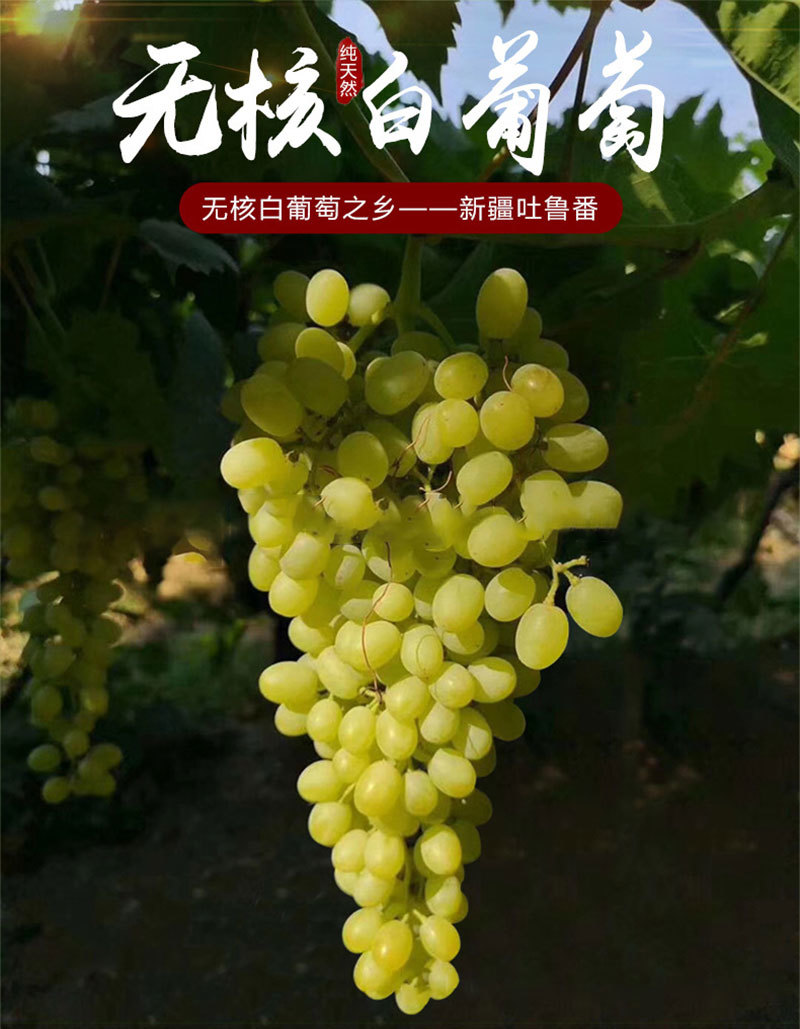 【现货】新疆新鲜葡萄5斤吐鲁番无核白无籽青提马奶子