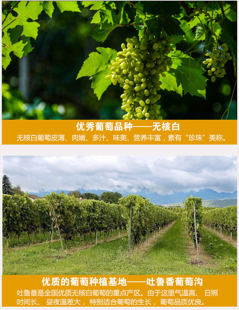 【现货】新疆新鲜葡萄5斤吐鲁番无核白无籽青提马奶子