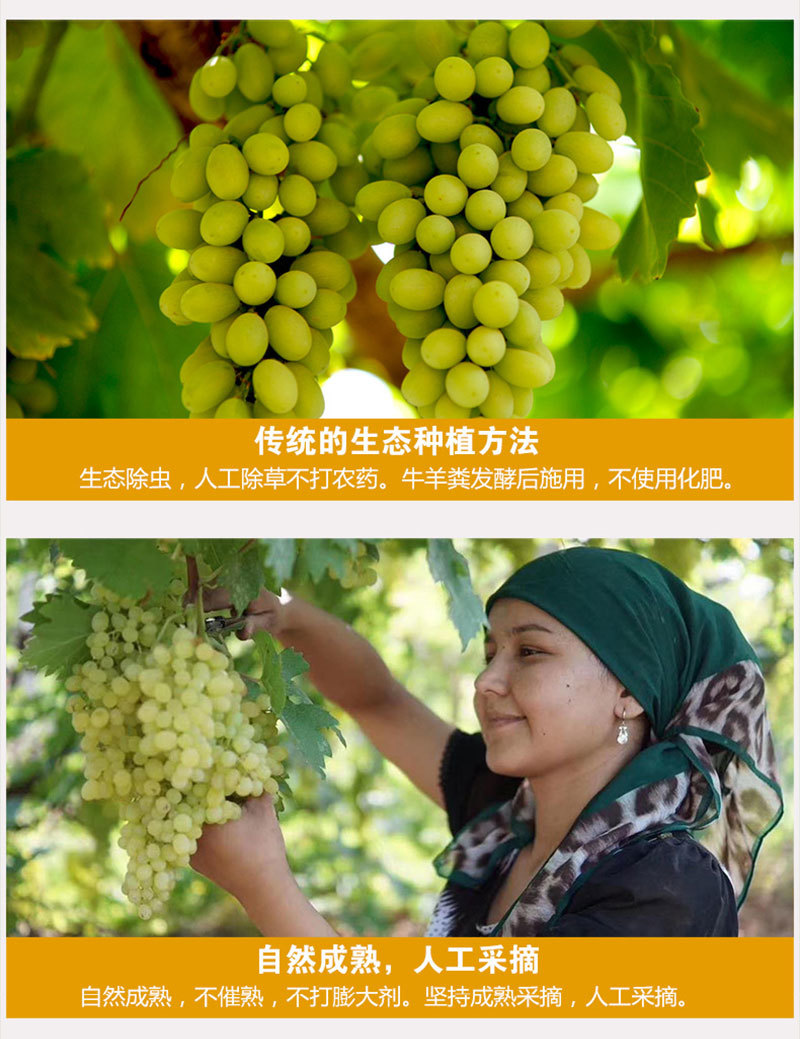 【现货】新疆新鲜葡萄5斤吐鲁番无核白无籽青提马奶子