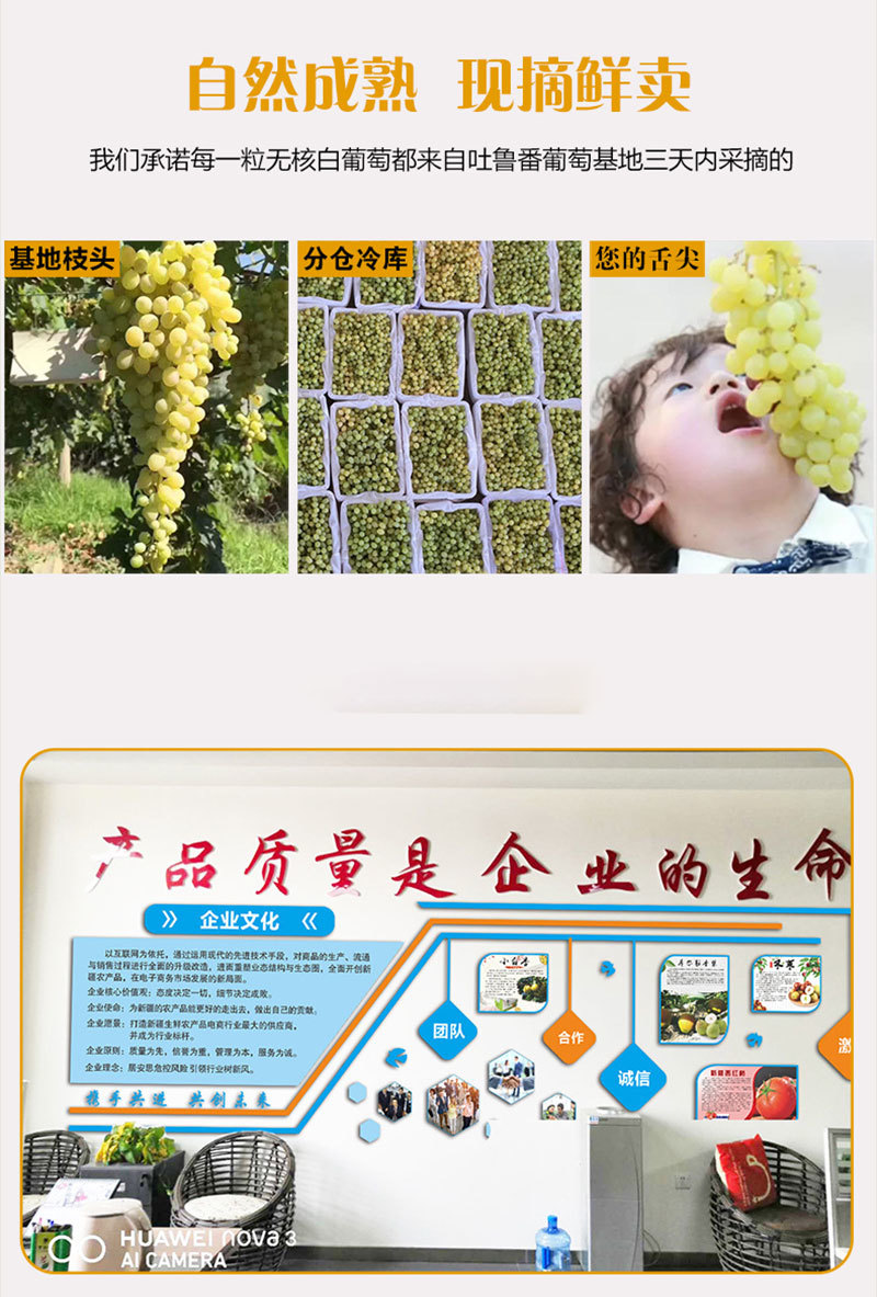 【现货】新疆新鲜葡萄5斤吐鲁番无核白无籽青提马奶子