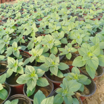 醉蝶花量大可优惠供应各类绿化花卉绿化苗木