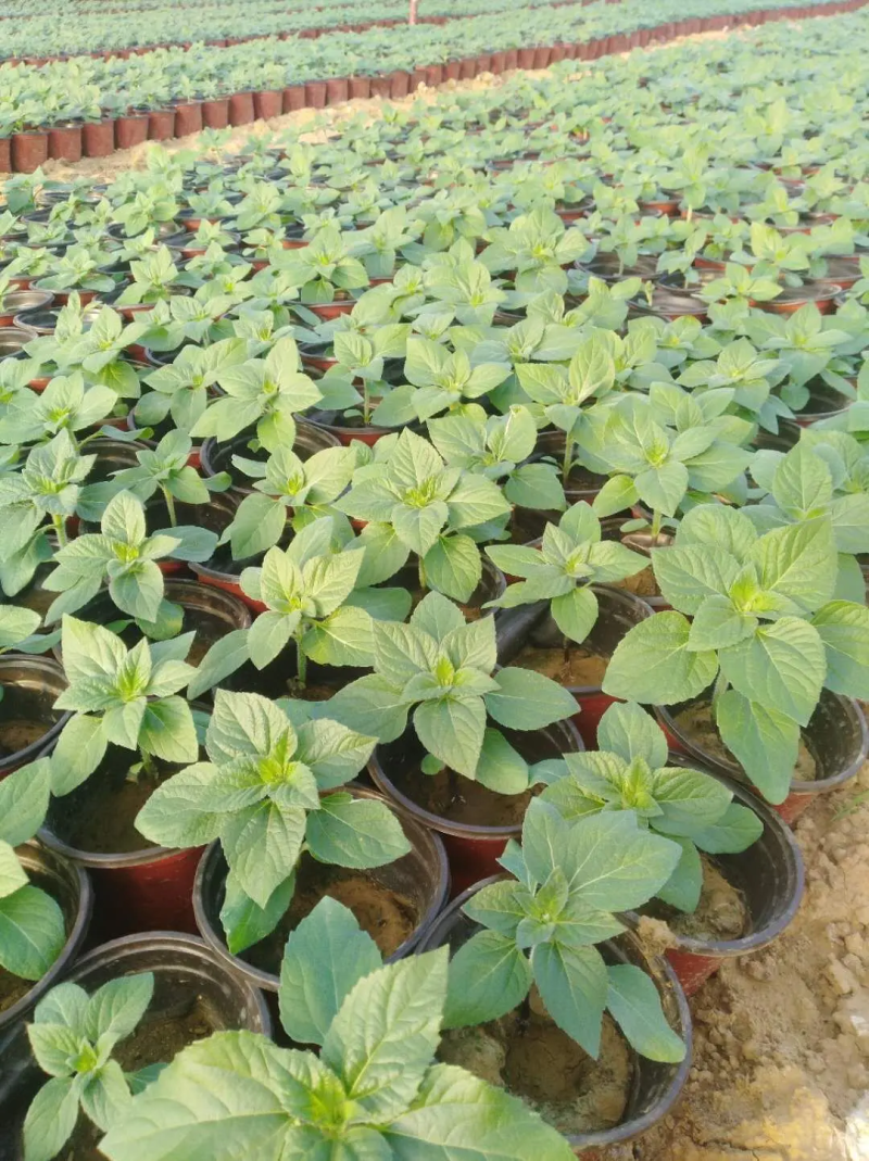 醉蝶花量大可优惠供应各类绿化花卉绿化苗木