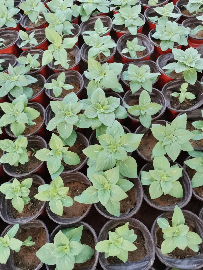 醉蝶花量大可优惠供应各类绿化花卉绿化苗木