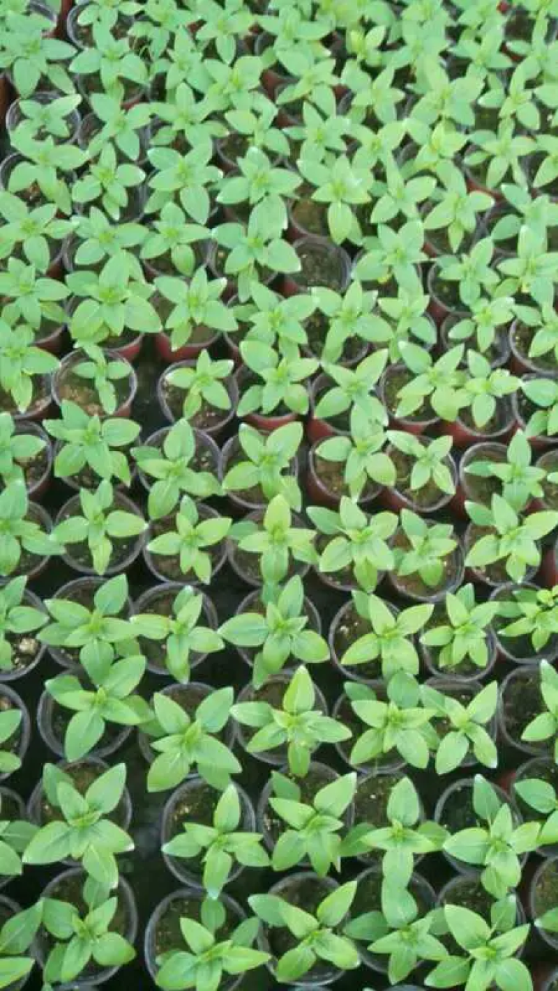 醉蝶花量大可优惠供应各类绿化花卉绿化苗木