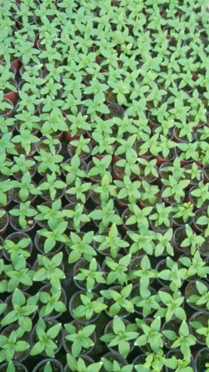 醉蝶花量大可优惠供应各类绿化花卉绿化苗木