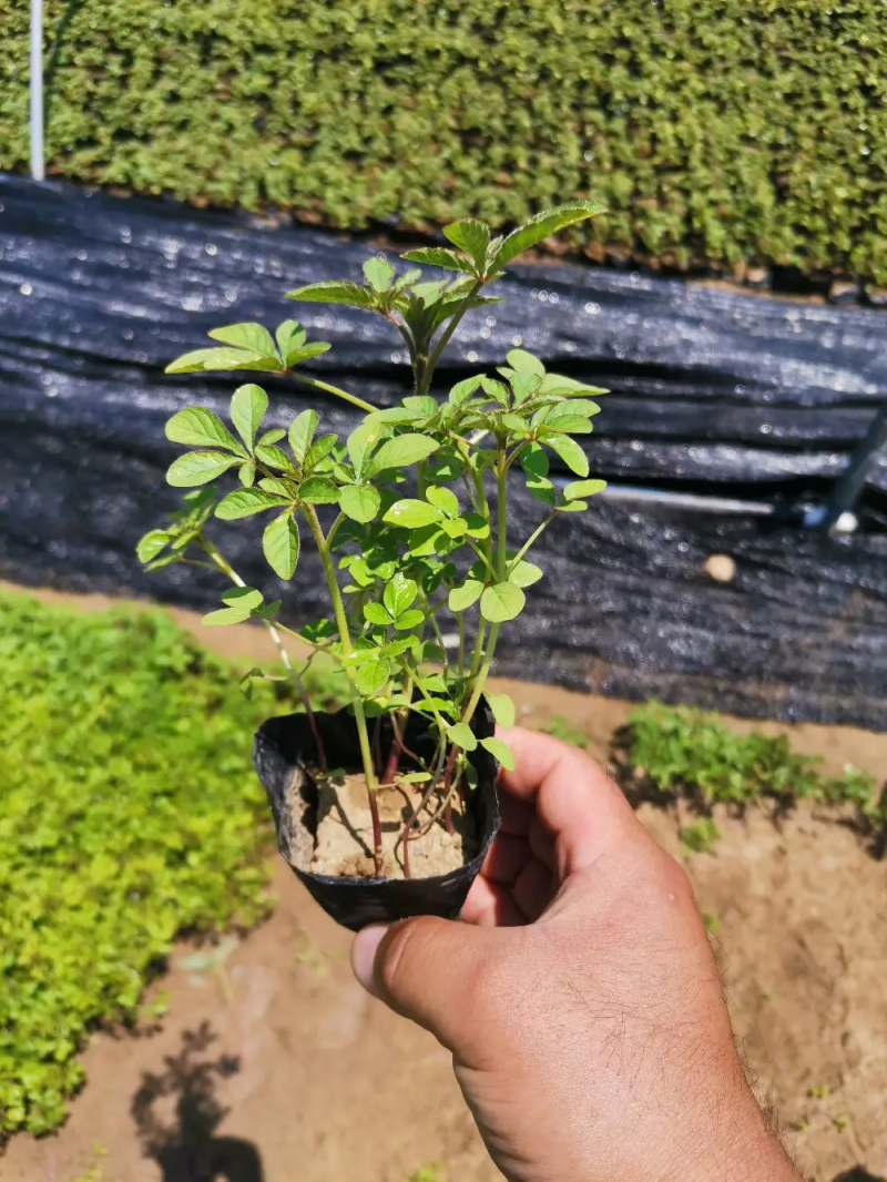 醉蝶花量大可优惠供应各类绿化花卉绿化苗木