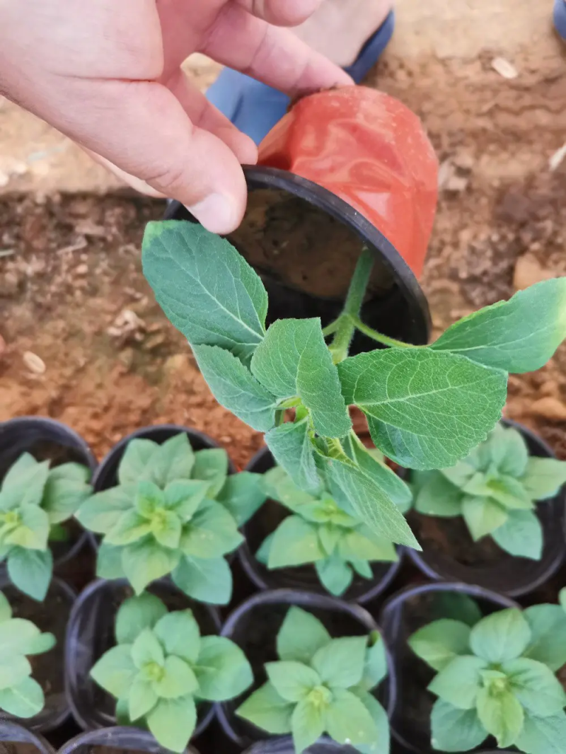 醉蝶花量大可优惠供应各类绿化花卉绿化苗木