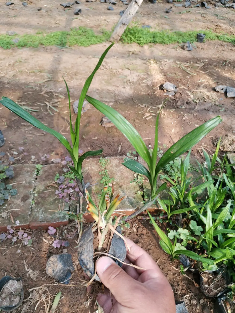 吉祥草产地直销量大优惠供应各类绿化花卉绿化苗木