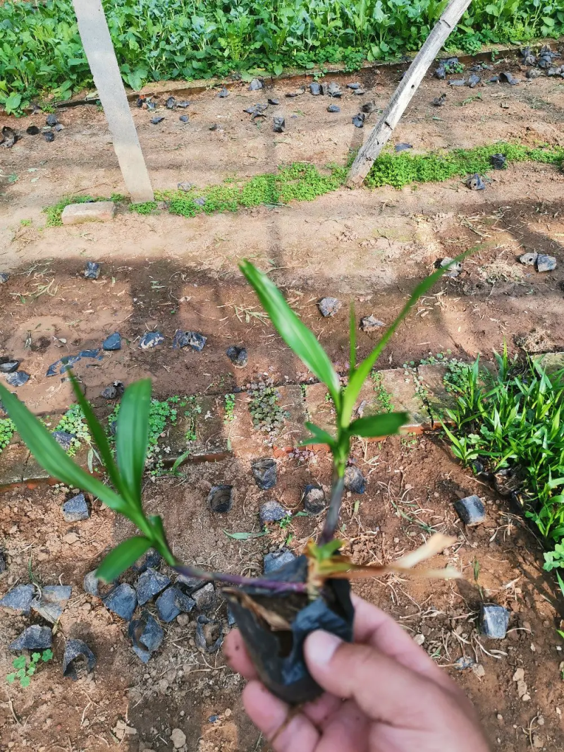 吉祥草产地直销量大优惠供应各类绿化花卉绿化苗木