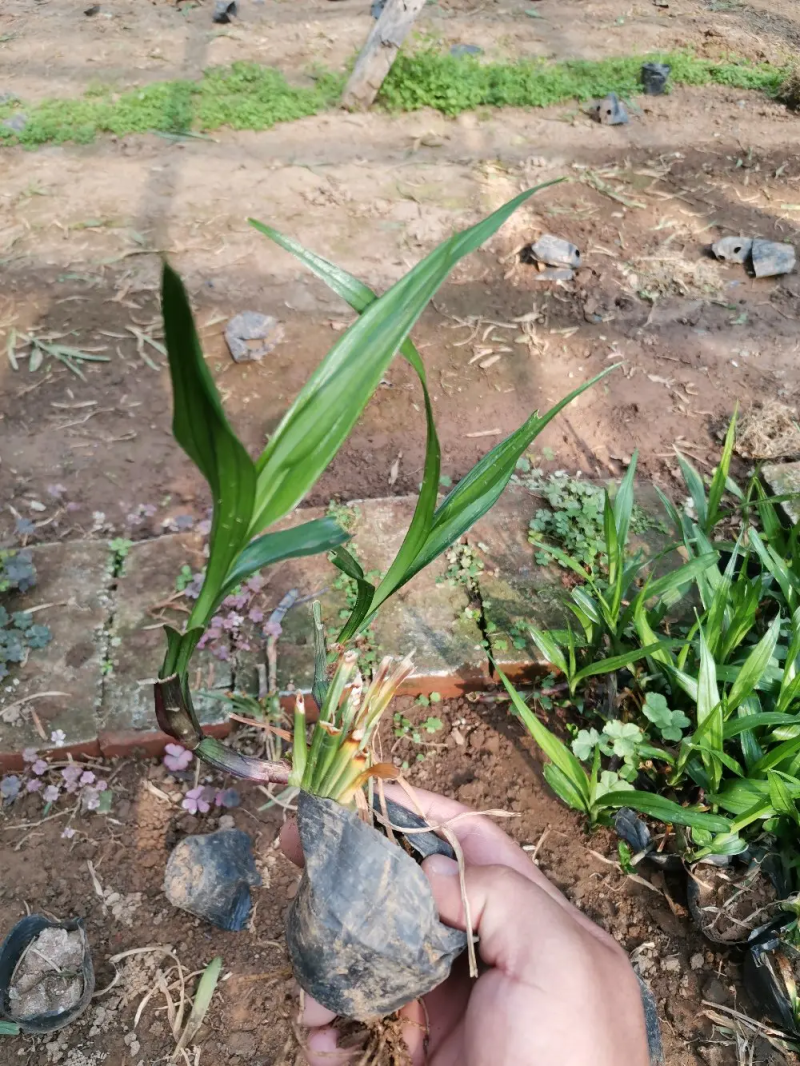 吉祥草产地直销量大优惠供应各类绿化花卉绿化苗木