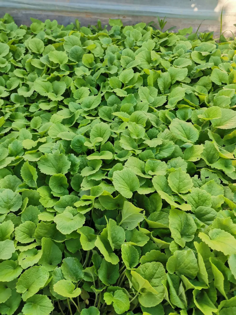 二月兰产地直发量大优惠供应各类绿化花卉绿化苗木