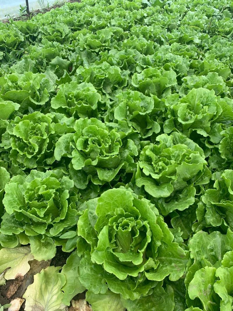 【推荐】南通一级精品生菜意大利生菜高端品质基地直供