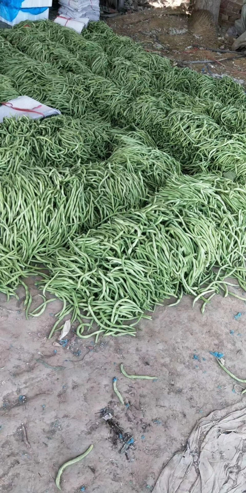 【新鲜蔬菜】豆王芸豆九粒芸豆品质优价格低