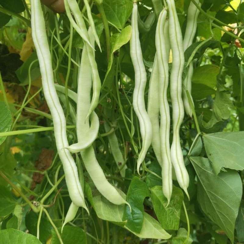 【新鲜蔬菜】豆王芸豆九粒芸豆品质优价格低