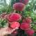 秋彤桃，好吃的桃树苗木新品种，中秋节上市