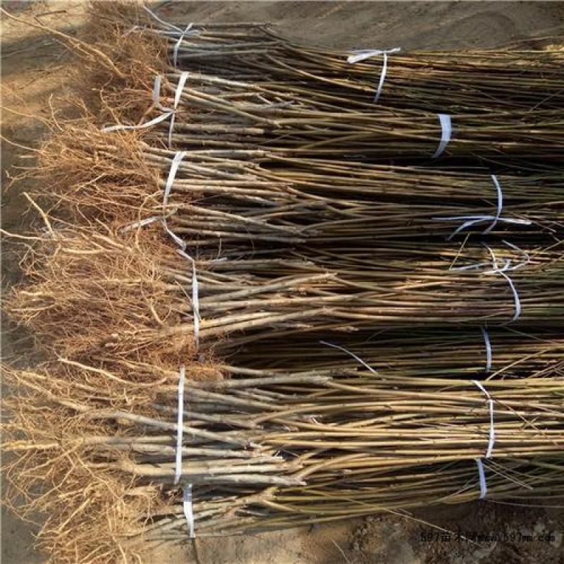 大果血桃9号桃树苗，可以视频看货，支持线上保障交易