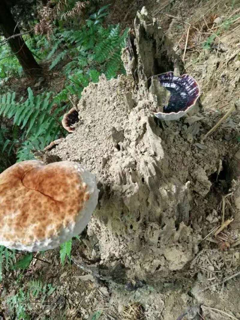 广西乐业县野生灵芝深山野生500g