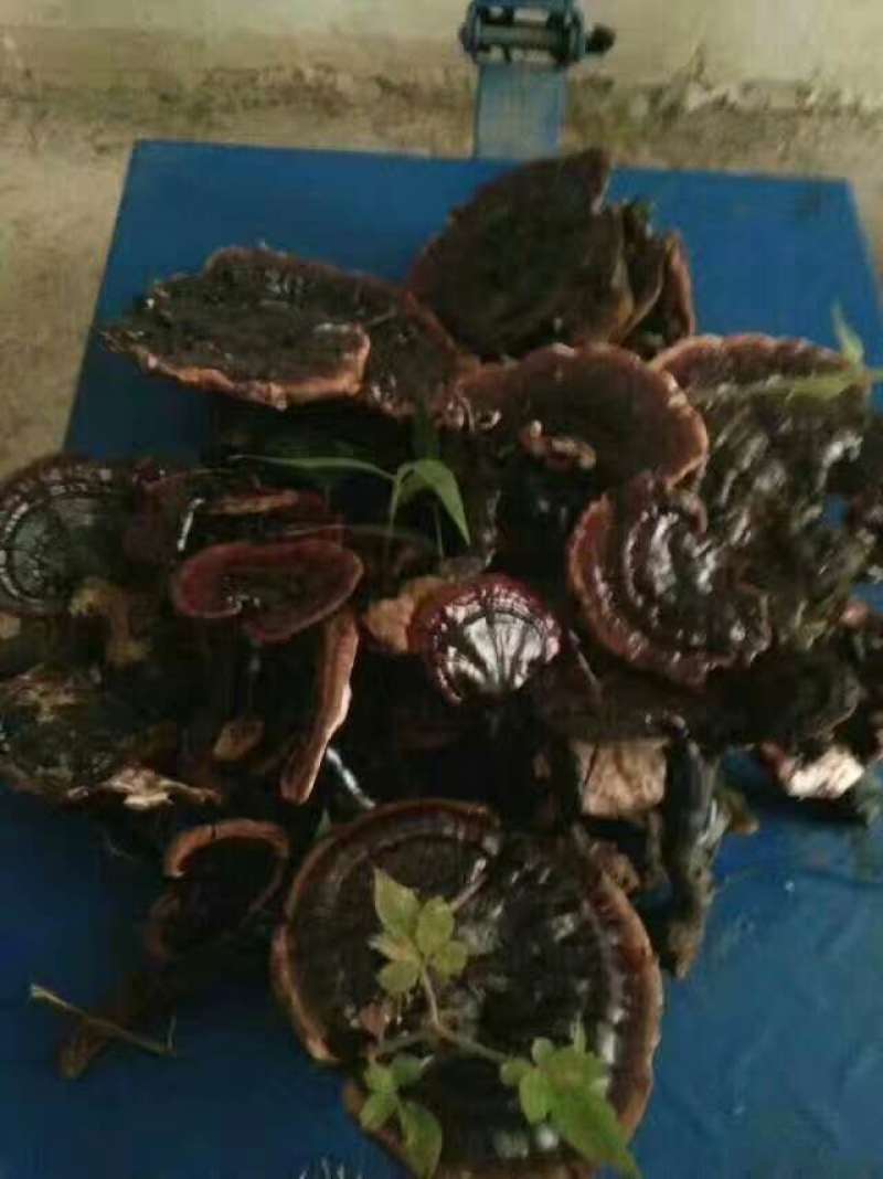 广西乐业县野生灵芝深山野生500g
