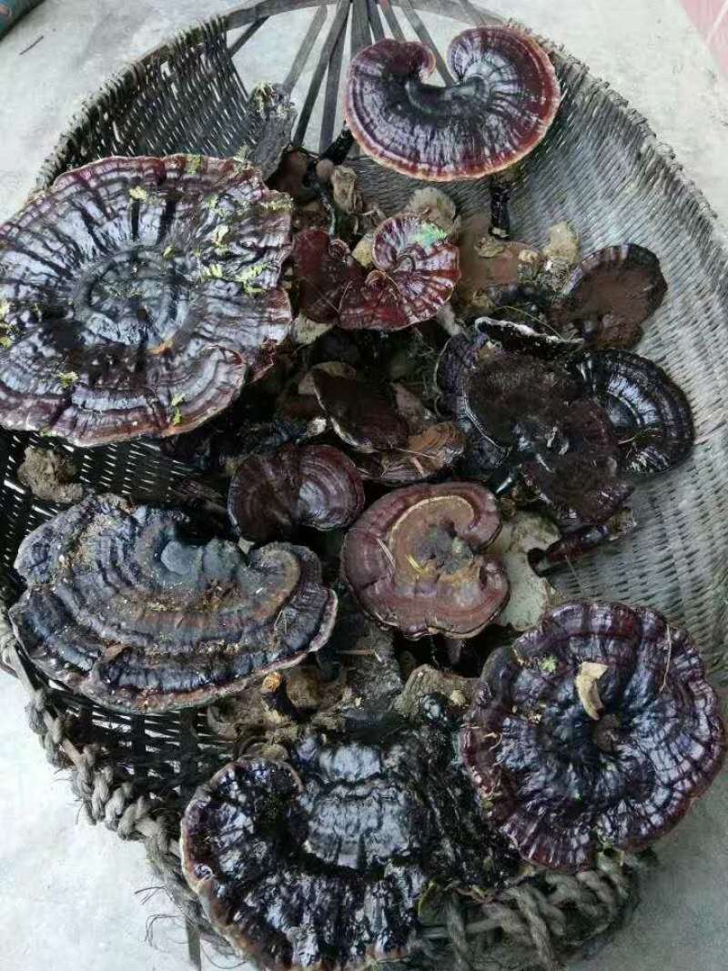 广西乐业县野生灵芝深山野生500g