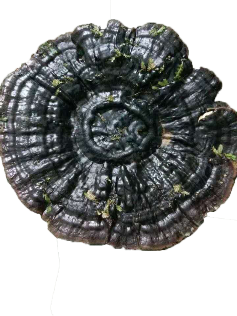 广西乐业县野生灵芝深山野生500g
