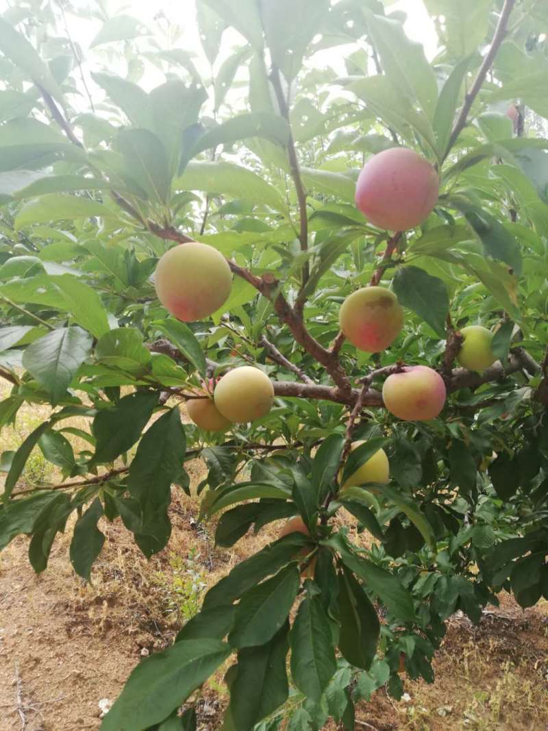 大红袍李子，盖大李子，七月红李子，李子现大量上市货源充足