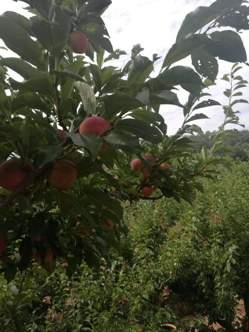 大红袍李子，盖大李子，七月红李子，李子现大量上市货源充足