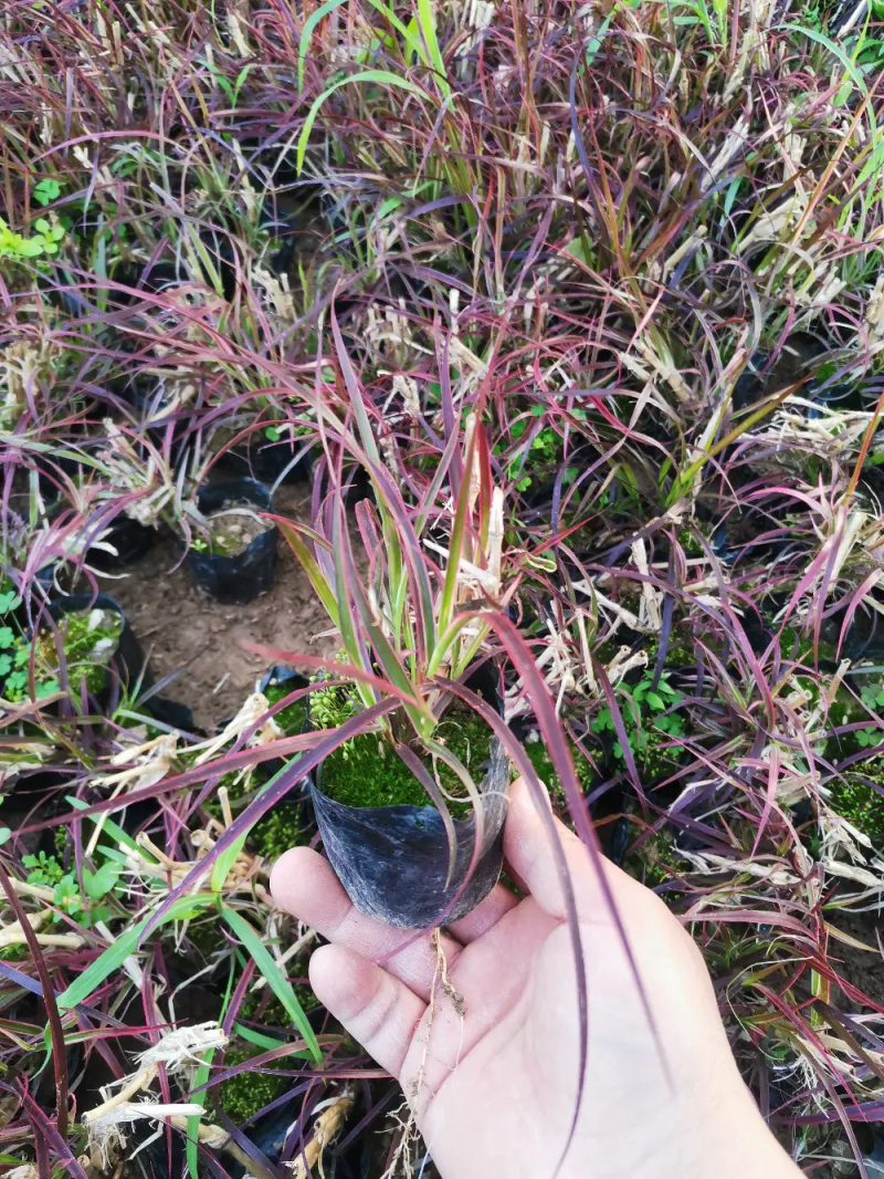 火焰狼尾草狼尾草常年供应绿化花卉苗木