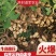 【热销】鲜花生，白沙系列！对接电商，加工厂，商超市场采购