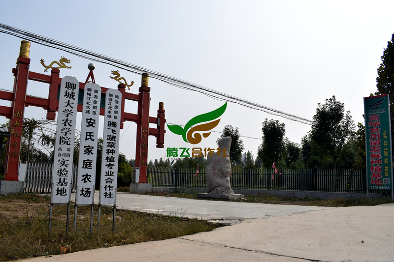 羊肚菌种栽培种羊肚菌营养袋