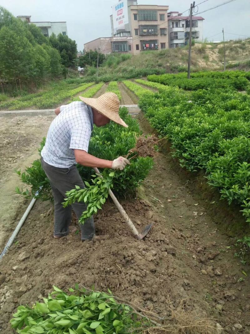 柑橘嫁接苗红美人橘子树苗爱媛30号柑橘苗南方种植当年结果