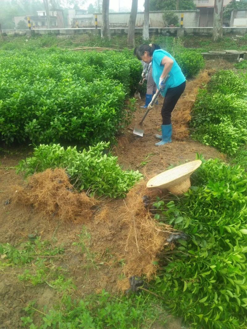 柑橘嫁接苗红美人橘子树苗爱媛30号柑橘苗南方种植当年结果