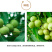 广西乐业县薄皮核桃山核桃
