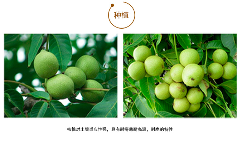 广西乐业县薄皮核桃山核桃