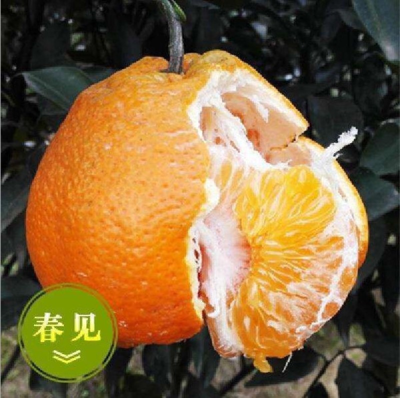 桔子树苗丑橘树苗不知火丑桔苗丑橘苗丑八怪桔子苗果树苗当年