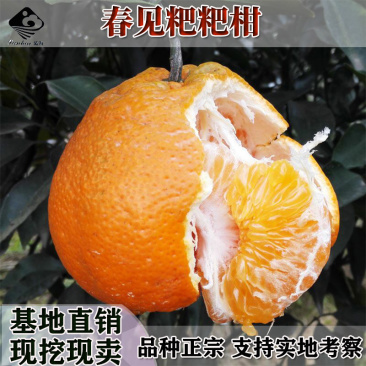 春见苗耙耙柑树苗春见树苗嫁接柑桔苗四川嫁接春见柑