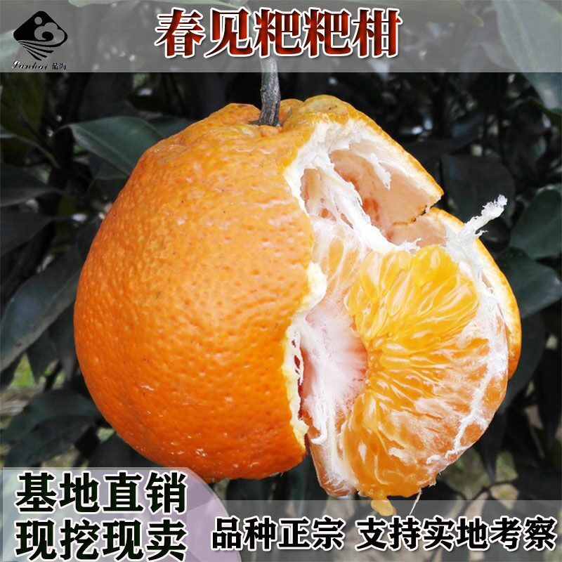 春见苗耙耙柑树苗春见树苗嫁接柑桔苗四川嫁接春见柑