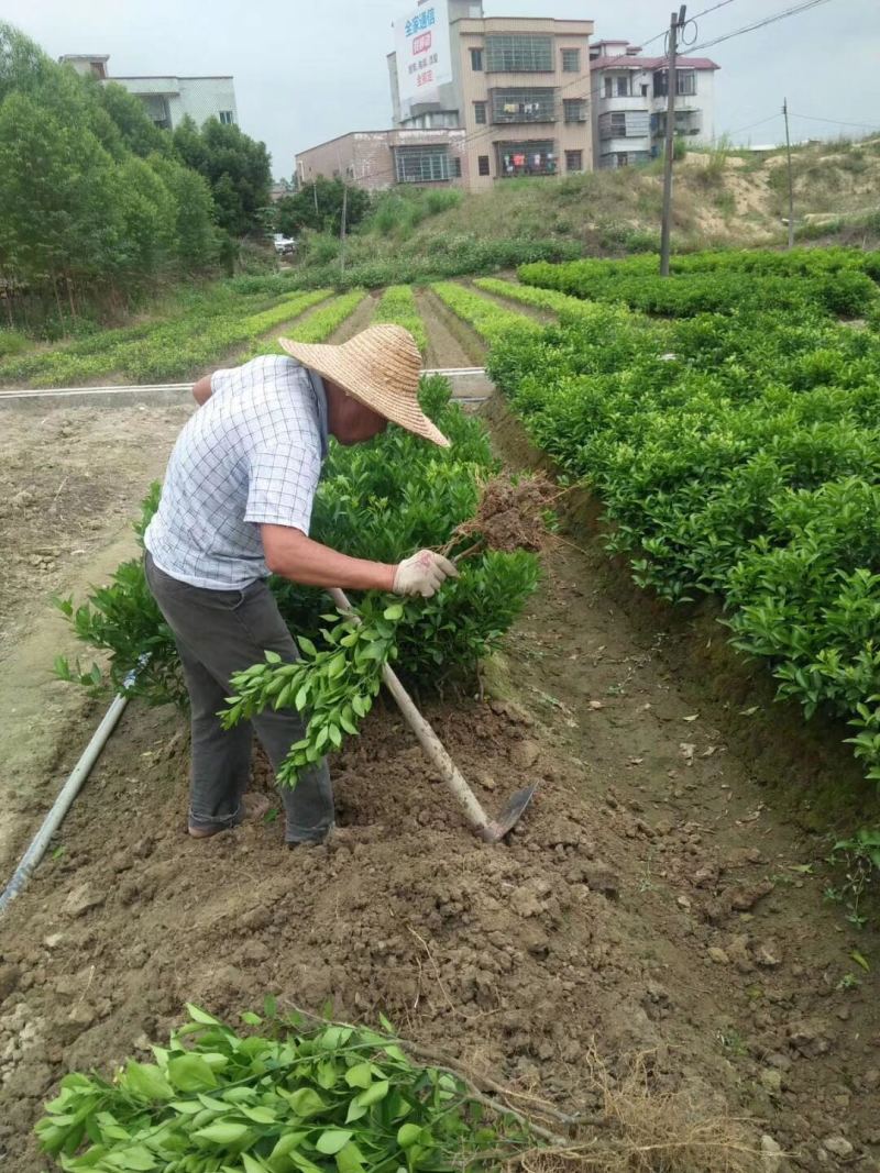 春见苗耙耙柑树苗春见树苗嫁接柑桔苗四川嫁接春见柑