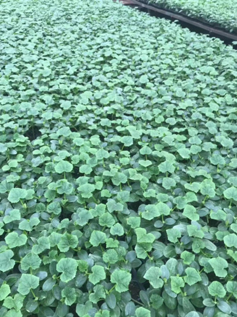 越冬黄瓜苗强雌全雌嫁接黄瓜苗一大茬耐寒油亮型