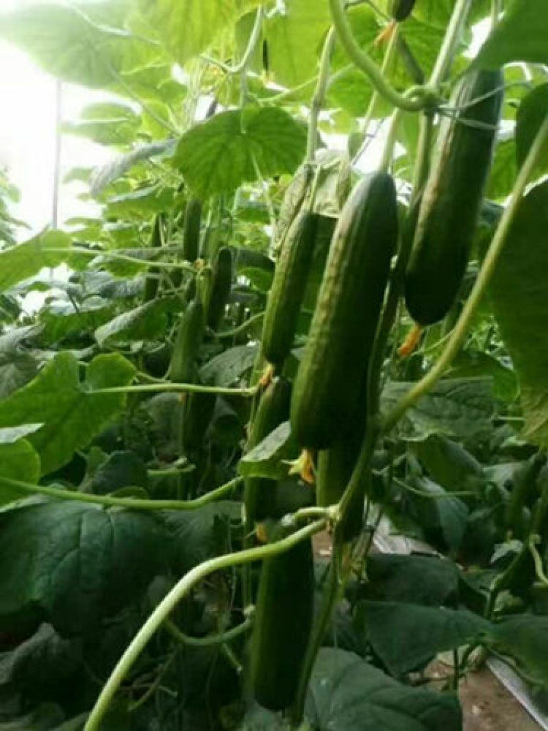 越冬黄瓜苗强雌全雌嫁接黄瓜苗一大茬耐寒油亮型