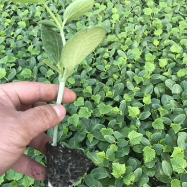 嫁接黄瓜苗抗热越夏德瑞特65黄瓜苗寿光黄瓜育苗场