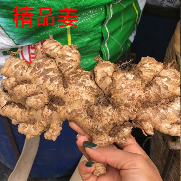 云南小黄姜鲜姜现挖高山生态原产地直供一件代发