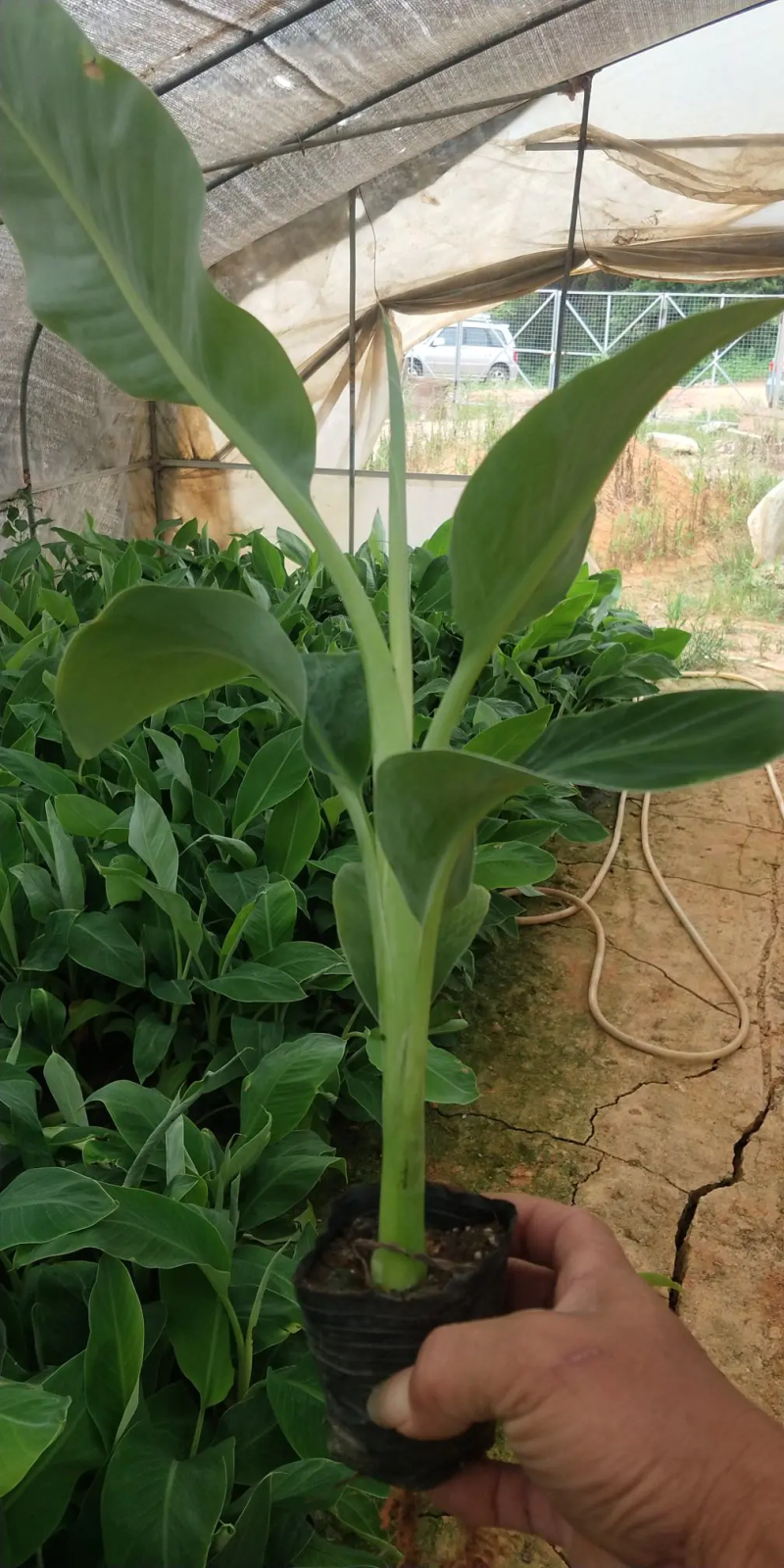 【精选水果苗】香蕉苗广西红香蕉苗品种多苗圃直发咨询价优