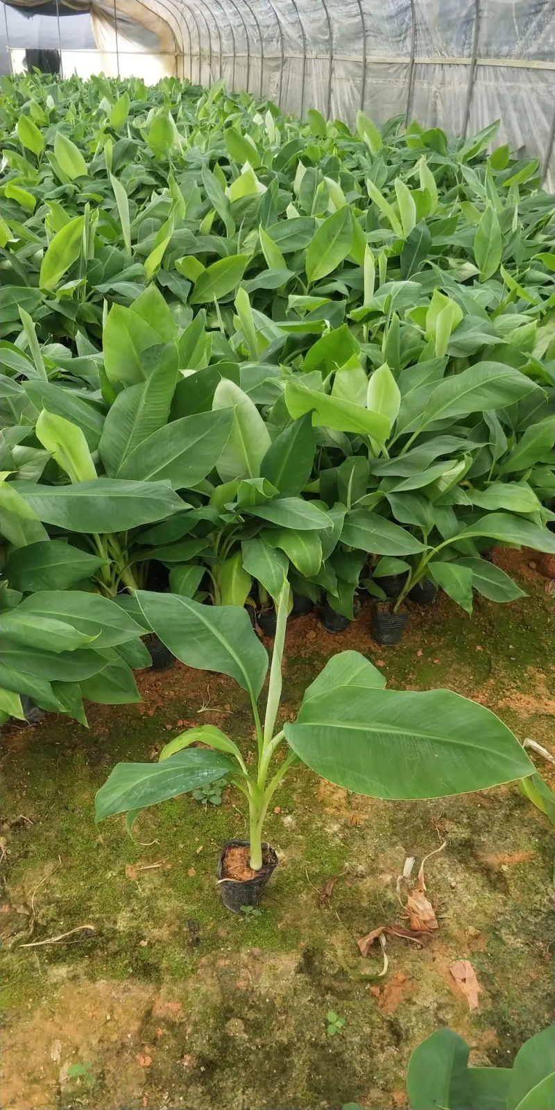【精选水果苗】香蕉苗广西红香蕉苗品种多苗圃直发咨询价优