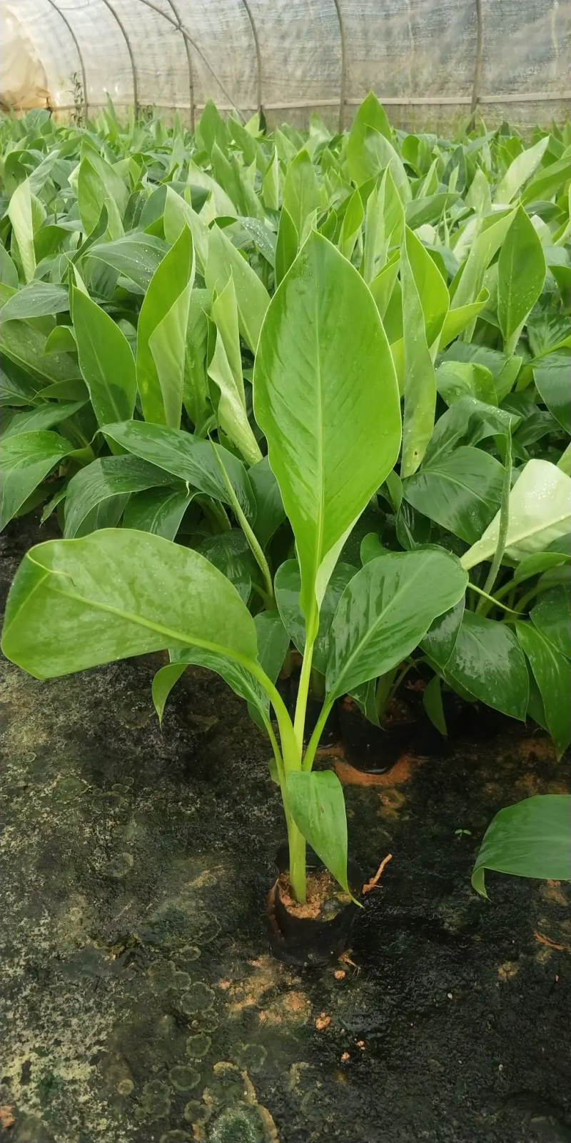 【精选水果苗】香蕉苗广西红香蕉苗品种多苗圃直发咨询价优