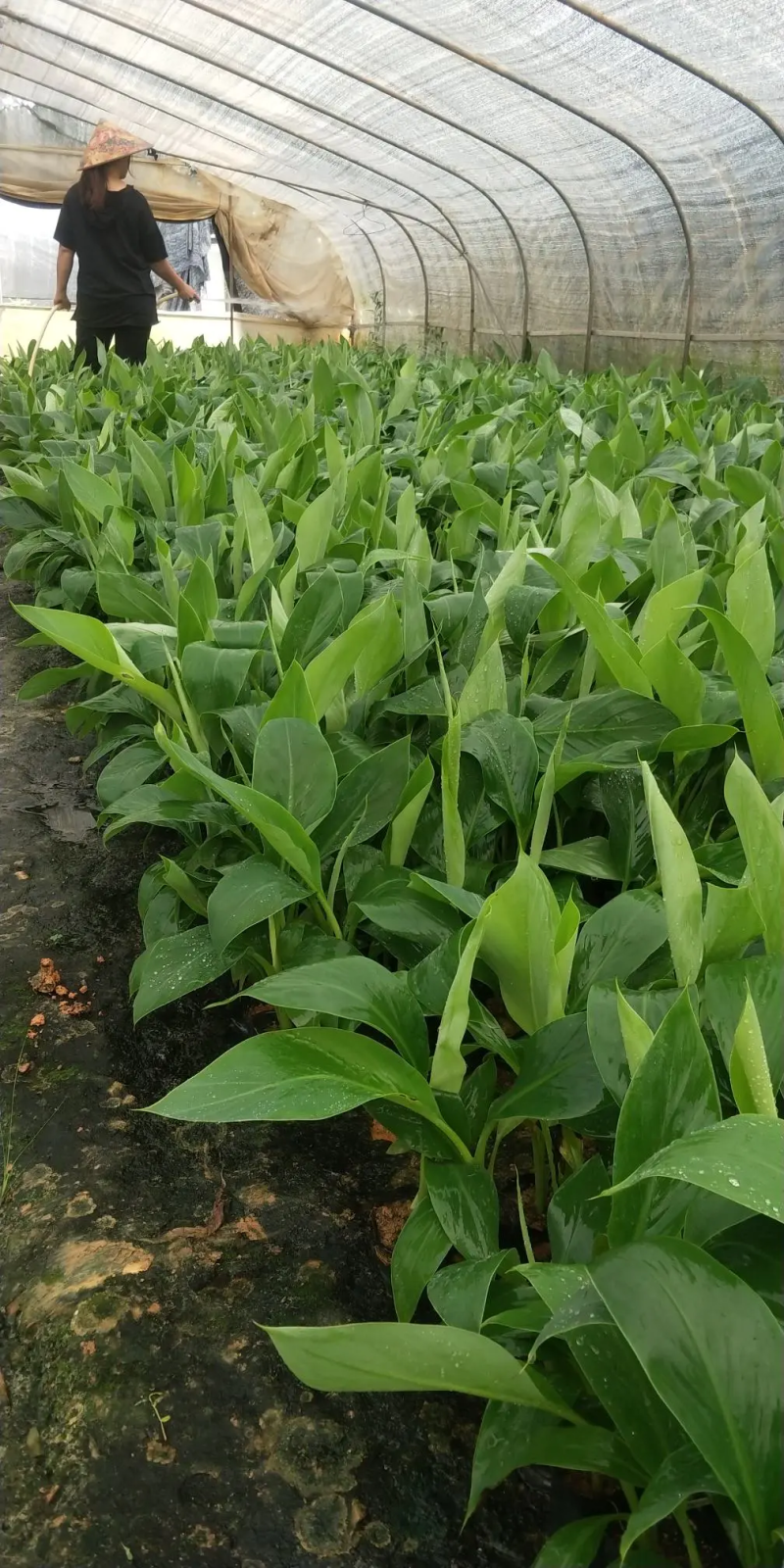 【苗圃直发】香蕉苗广西红香蕉苗专业技术培育欢迎选购