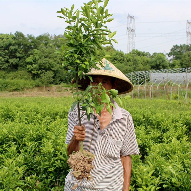 嫁接新品种大雅柑桔子苗大雅柑1号地栽南方种植大雅柑橘苗